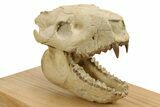 Fossil Oreodont (Merycoidodon) Skull Display - South Dakota #284367-4